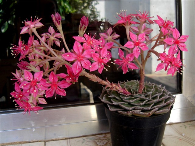 Graptopetalum bellum